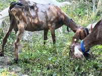 Capra anglonubian