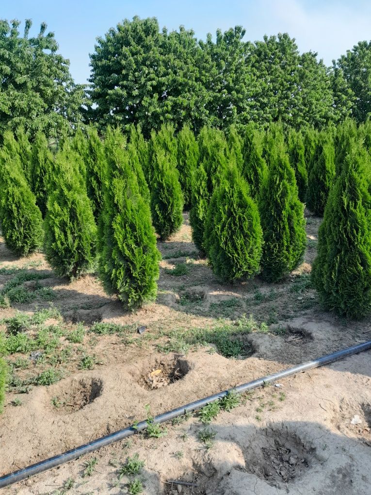 Tuia thuja smaragd din propria producție