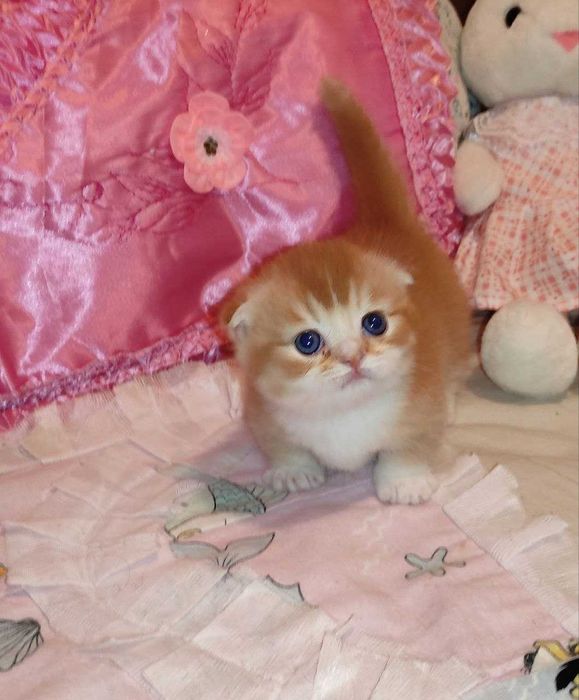 Готовится и бронируются котёнок Манчкин фолд,"бело-красный биколор"