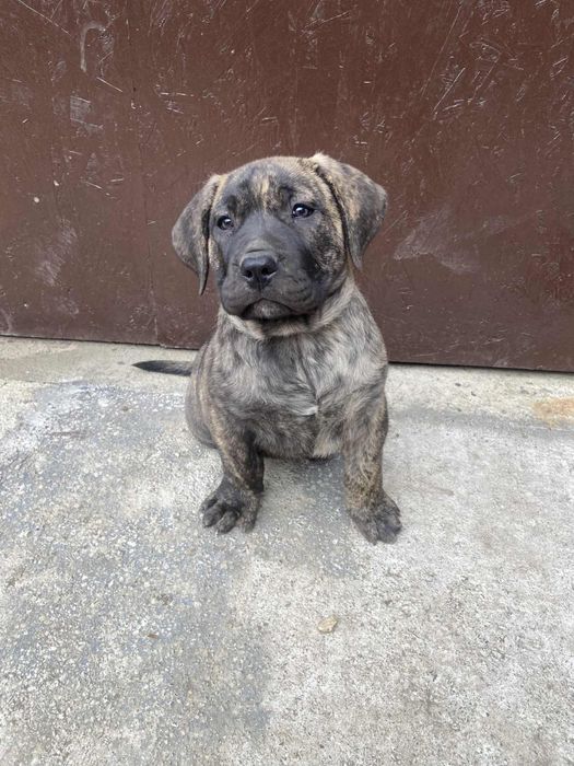 Vand Presa Canario