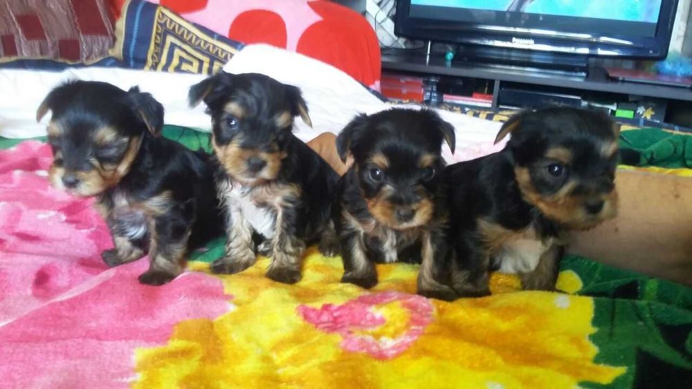 Продаю мини щенков йоркширского терьера