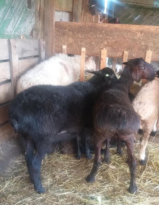 Жирные бараны овцы с откорма