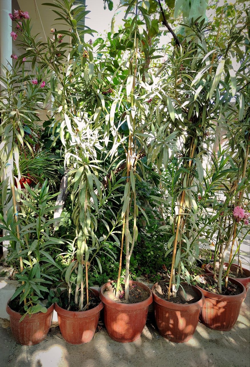 Oleander gullar sotiladi