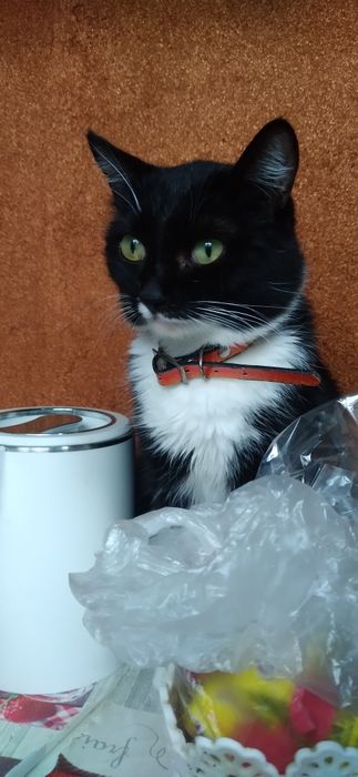 3 красивые кошечки в поисках дома.