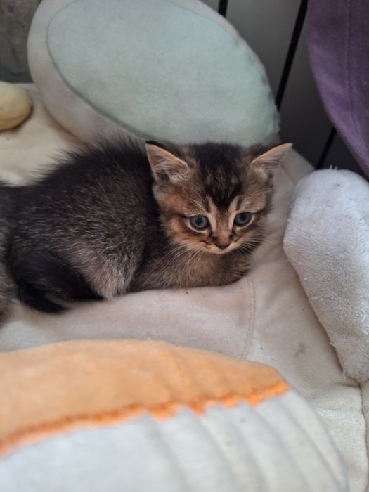 Милые котята готовы перехать в новый дом