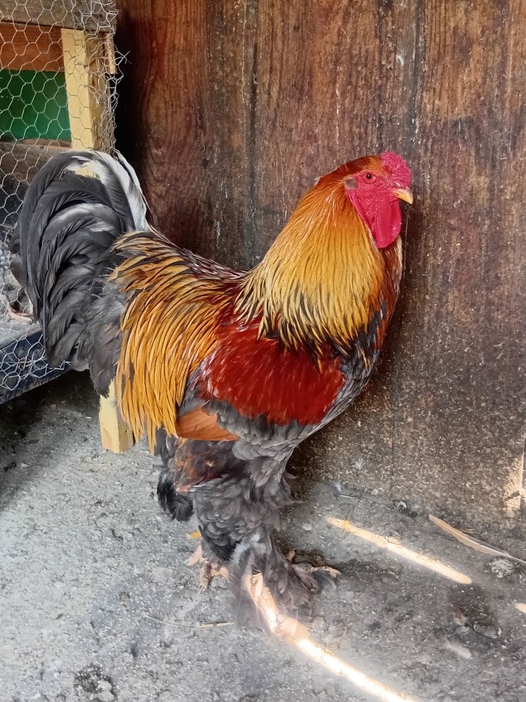 cocos brahma potarnichiu