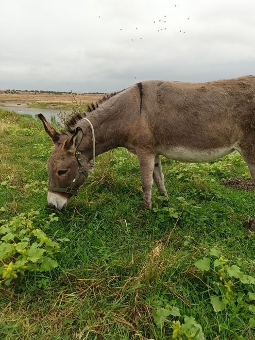 Vând Măgar femela