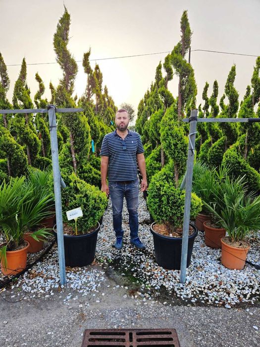 Descoperiți Selecția Noastră de Plante pentru Grădină