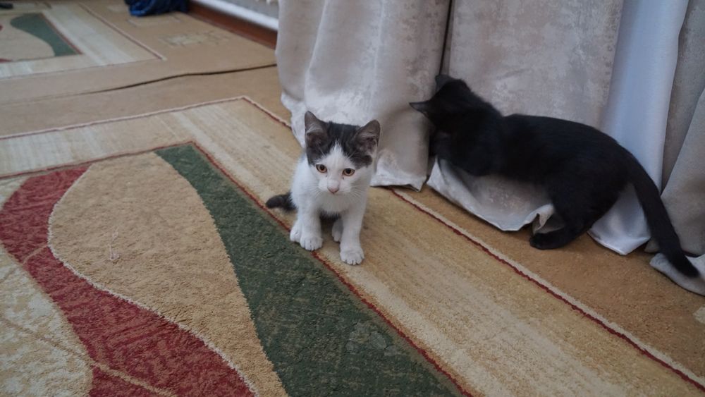 Отдам котят в добрые руки