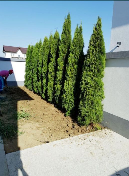 Tuia smaragd uriași la super pret, oferim transport și plantat