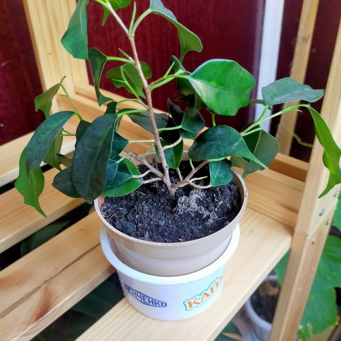 Продам комнатные растения