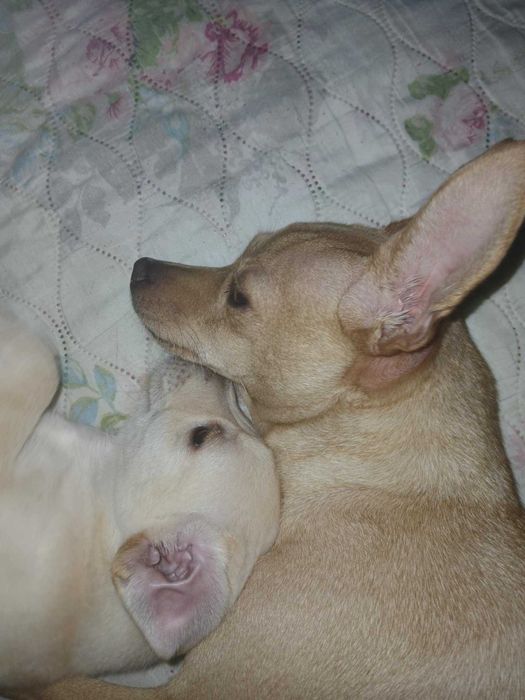 Продавам Пинчери