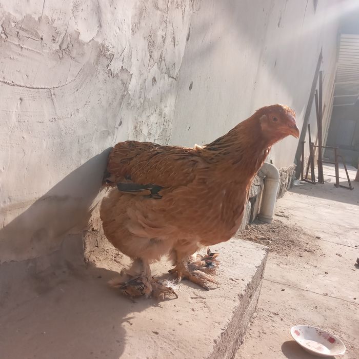 Berama  tovuq va xurozlar sotiladi