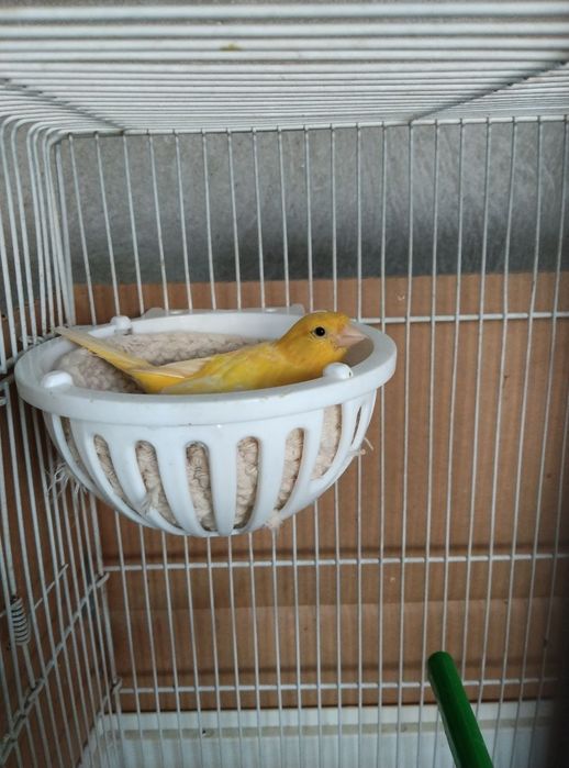 Nar moda kanareykalar sotiladi