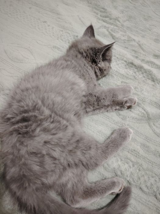 Кошка очень умная ласкавая красивая