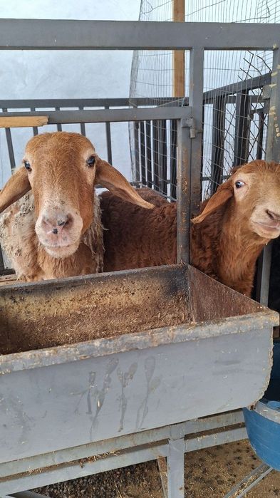 Qo'y qafasi sotiladi