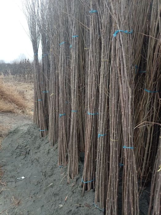 Тут кочатлар сотувда