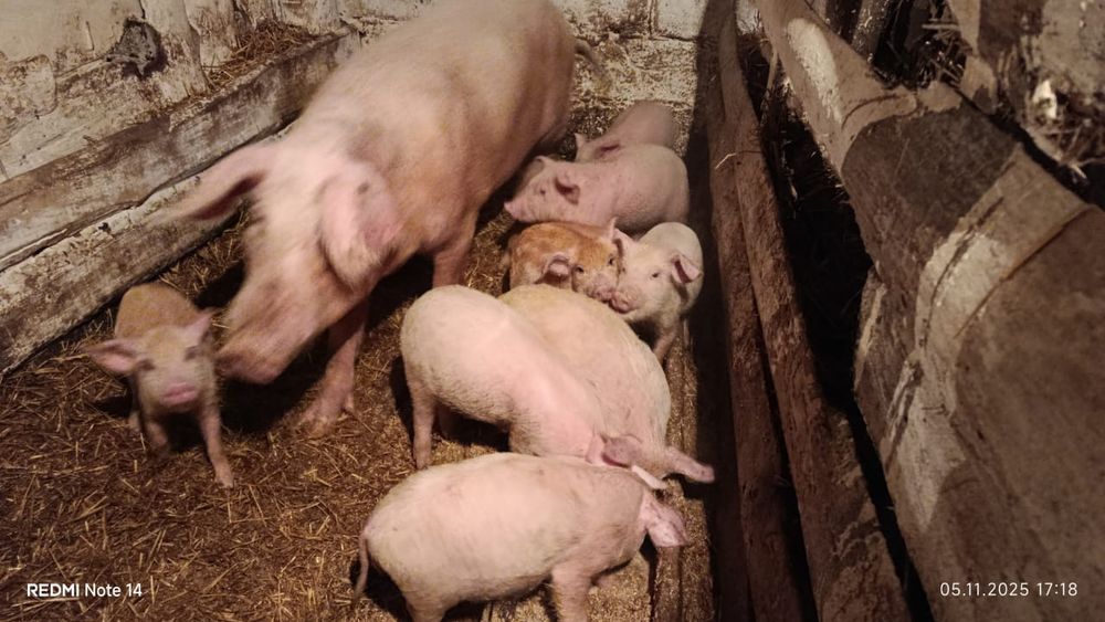 Продам поросят двух месечных