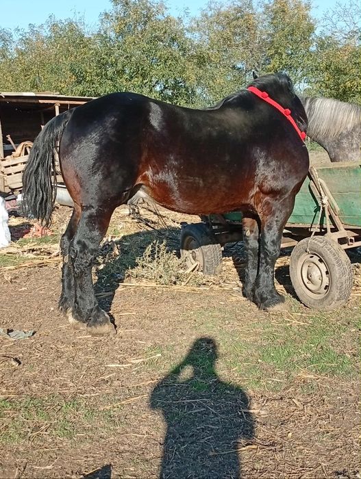 Vând sau schimb cal armăsar semigreu unguresc