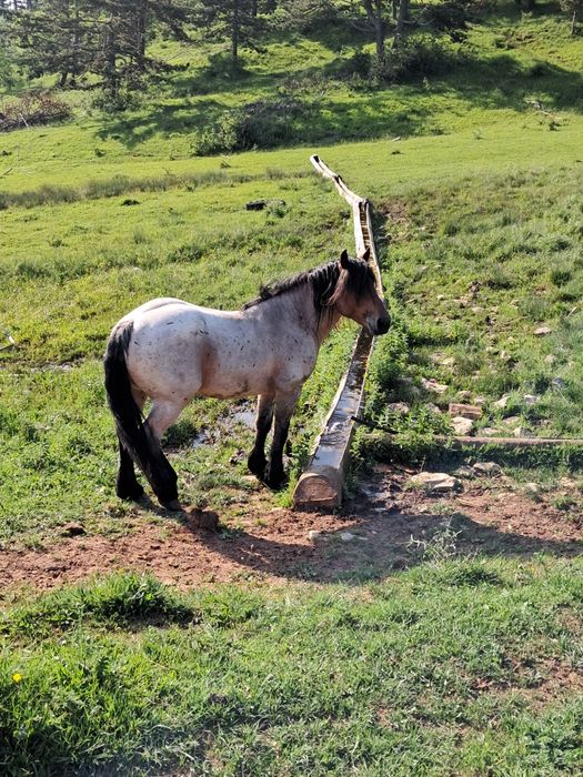 Vând harmasar de trei ani.