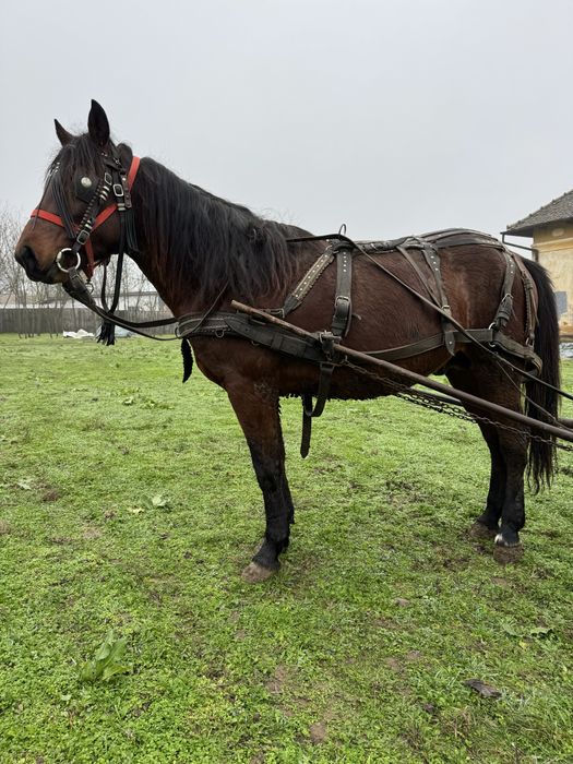 Se vinde cârlan învățat la căruță