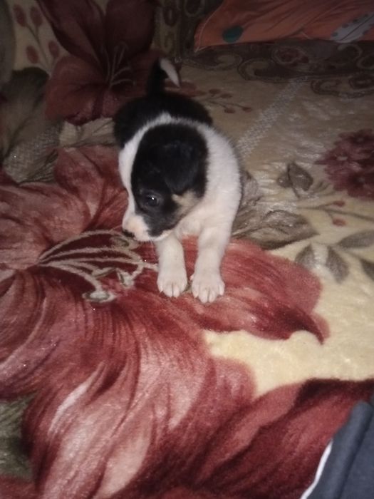 Отдам щенят в хорошие руки