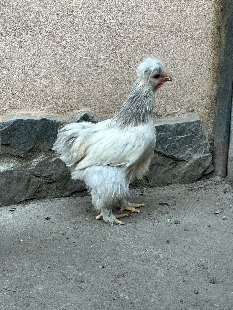 Pui de vanzare de anu asta