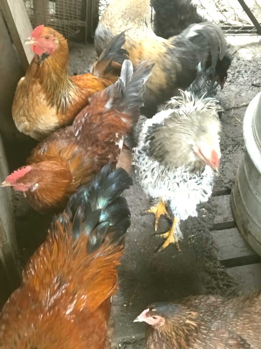 Млади домашни петли