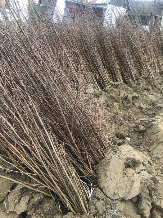 Vând puieți de salcâm