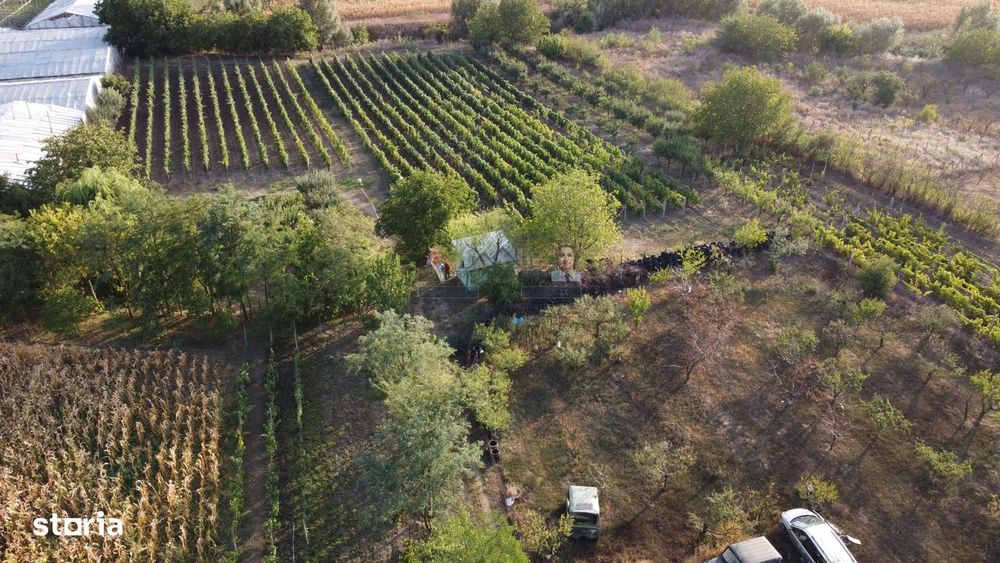 Teren intravilan Tecuci/Podgorie si Pomi Fructiferi/5000 mp
