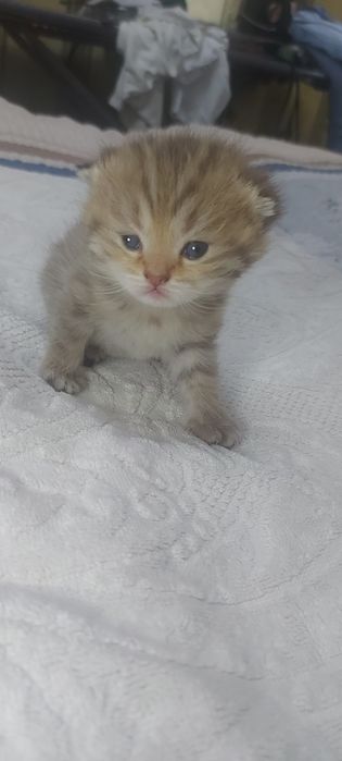 Продаются котята скотиш фолд и страйт