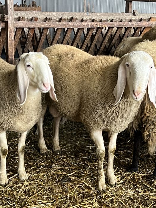 Vand berbeci bergamasca