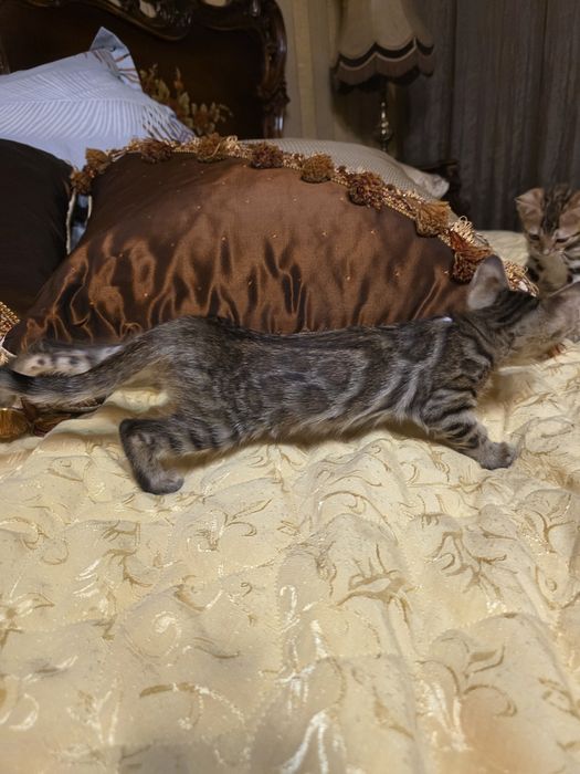 Бенгалски котета