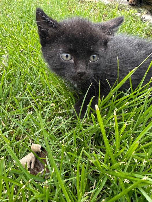 Котята в добрые руки, находятся в Косшы.