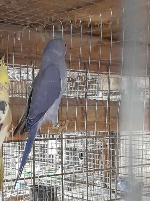 Păsări exotice de companie