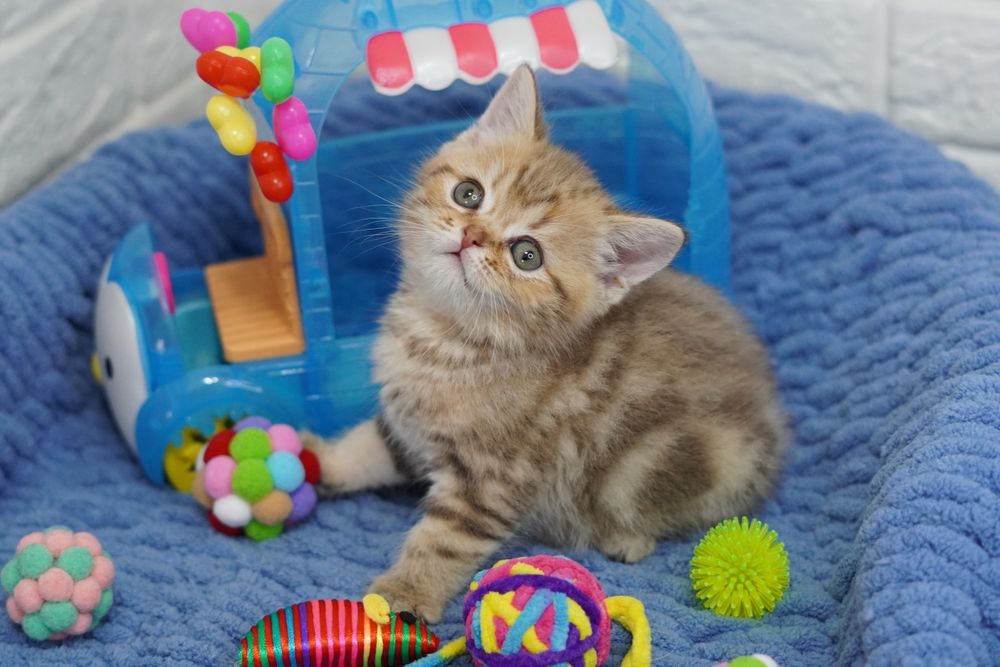 Шотландские Котятки Скоттиш страйт*