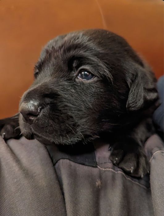 Puiuti Labrador Retriver