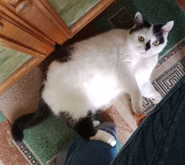 Ищет дом очень добрая ручная красивая кошечка