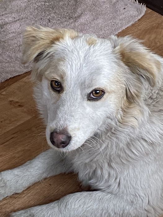 Умка ищет добрый дом