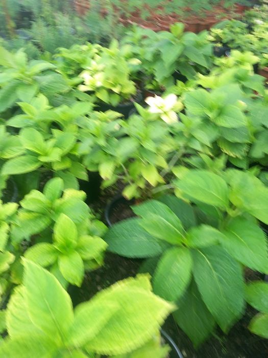 Vând laur englezesc la ghiveci și hortensi la ghiveci  mari