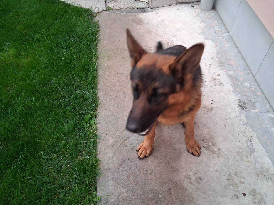 Две немски овчарки | мъжка и женска