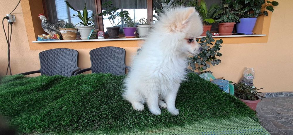 Померанчета  тип топ