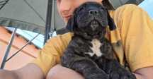 Pui Cane Corso Tigrat