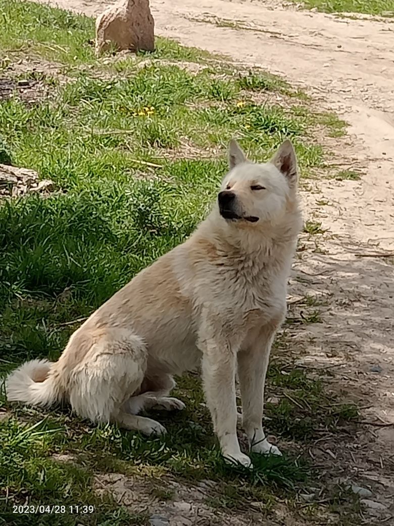 Западно сибирская лайка