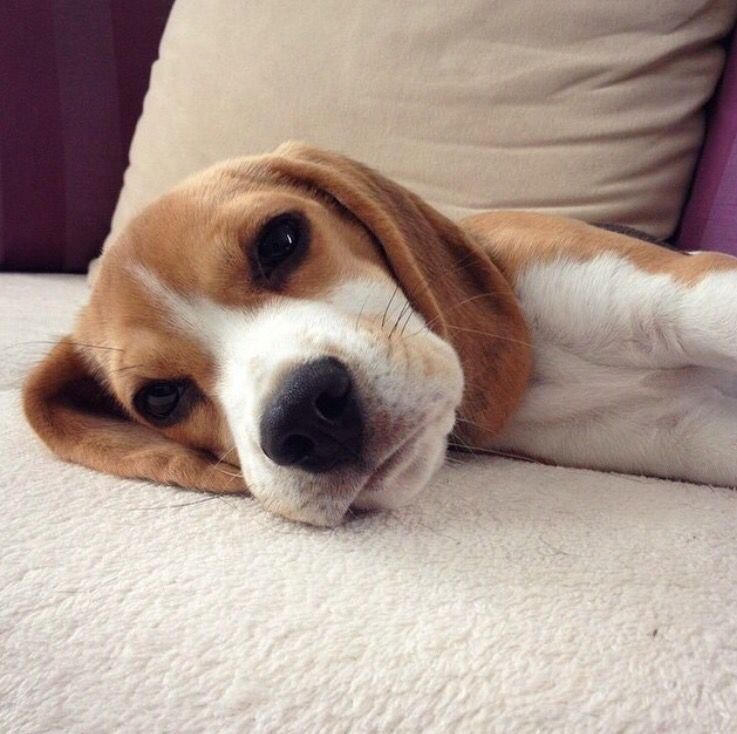 Pui beagle original