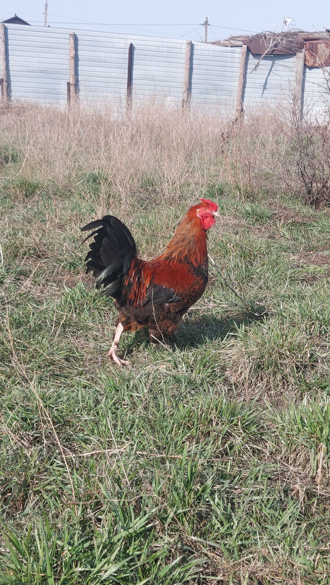 Продам петуха Амераукана, Марана