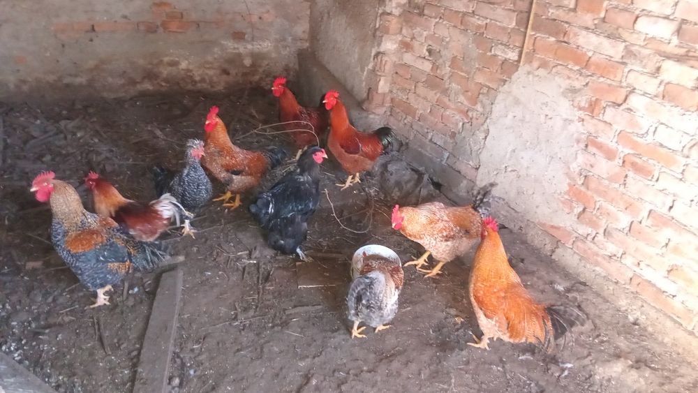 Rațe  găste cocosi găini schimb sau vănd