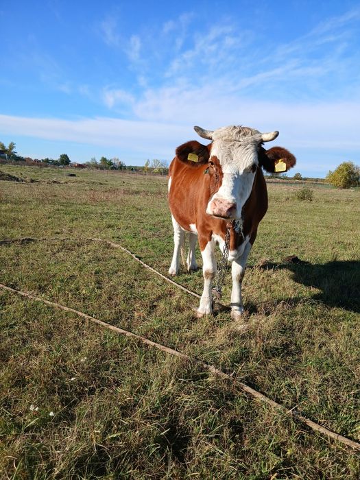 Vând Vaca pentru abator