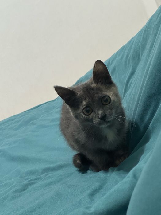 Отдам котенка в хорошие руки