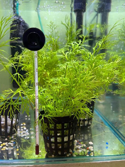 Pești ,plante acvariu